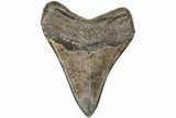 Serrated, Fossil Megalodon Tooth - Polished Blade #203073-1